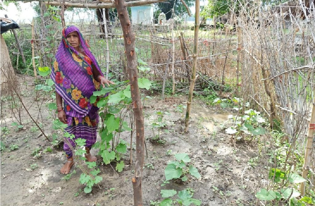 Home-Based Kitchen Garden for Better Nutrition kitchen garden