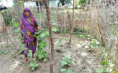 kitchen garden